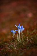 closeup photo of amazing blue Flower in grass