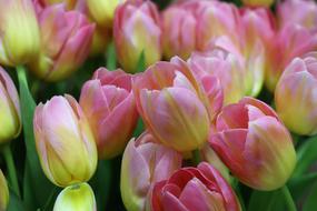 incredible Tulip A Bouquet