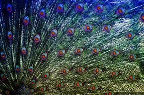 colorful pattern on peacock feathers