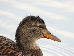 portrait of Duck at Nature