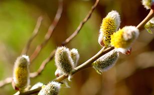 Close-up of the beautiful, green, yellow and white willow catkin flowers on the branches