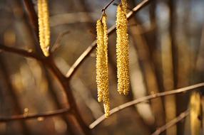 Hazel Catkin Flowers on blurred background