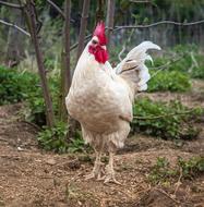 white rooster on farm