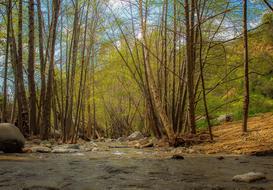 Forest Stream landscape