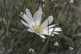 attractive white Flower