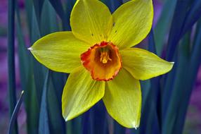 Closeup Yellow And Orange