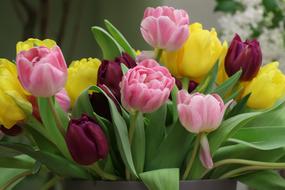 wonderful Tulips Colorful