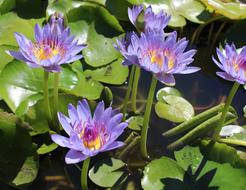 incredible Nymphaea Aquatic flower