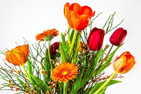 Close-up of the colorful and beautiful, blooming tulip and gerbera flowers, at white background