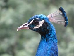 amazing Peacock Bird Blue