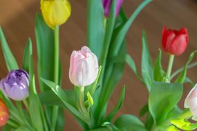 attractive Flowers Colorful Spring