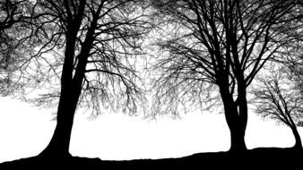 enchanting two trees silhouette