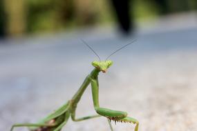 incredible Bug Mantis Preying