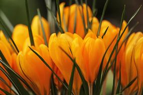 photo of a bouquet of yellow crocuses