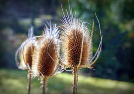 unusually beautiful Plants Forest