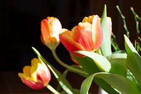 bouquet of red-yellow tulips in a vase