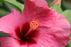 attractive Hibiscus Stamens Pestle