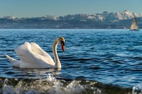 incredible Bird Swan Lake