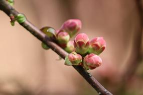 macro photo of spring buds on a tree