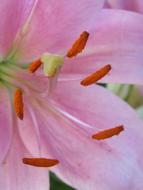 Lily Pollen