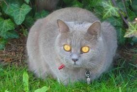 enchanting Cats Eyes