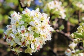amazing flowers in spring