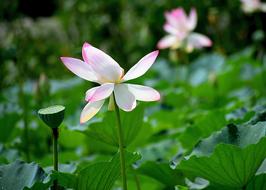 enchanting Lotus Flower
