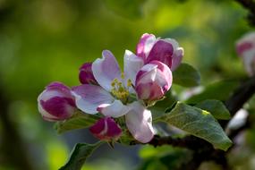 attractive Blossom