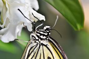 gorgeous Butterfly Tropical on white flower