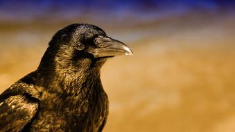 photo of a crow on a sandy background