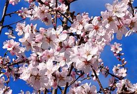 Almond Blossoms at blue sky