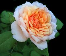Perfume white and orange Rose Flower
