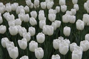 wonderful Tulips Flower Spring