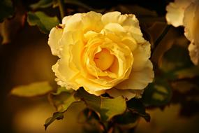 enchanting Yellow Rose Flower