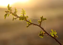 Green Casey Leaves at sunlight