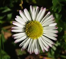 delightful Marie Flower Daisy Small
