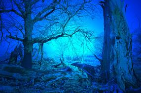 bare old Trees in dark Forest