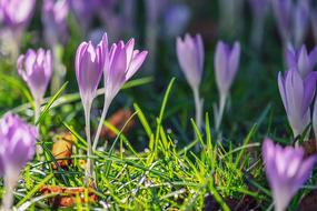 Crocuses, purple Flower at green grass
