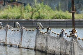 landscape of Birds on fishing net on Lake