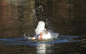 goose dives in the lake