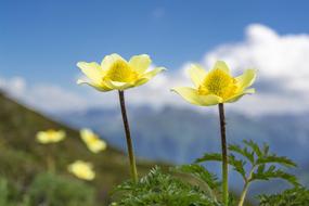 Sulphur Anemone Pulsatilla