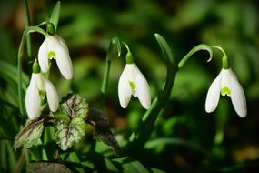 snowdrops with white petals