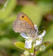 Butterfly, Brown Insect