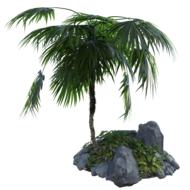green palm, tropical tree