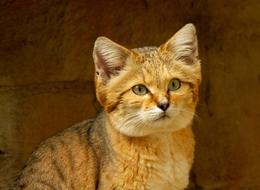 Desert Cat