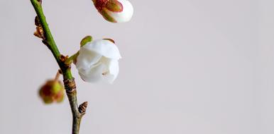 delightful Bleed Bloom Flower