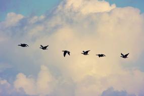 bird migration over the North Sea