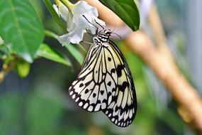 exotic black and white butterfly on a white bud