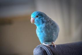 blue parrot on the armchair