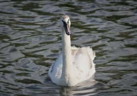 amazing Swan Large Bird